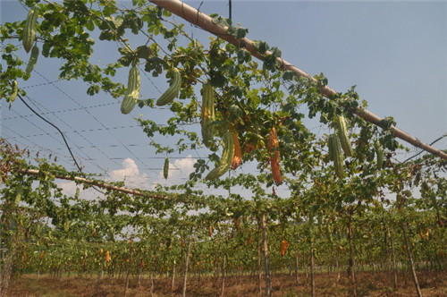 5.林昌早主要種植菜心及苦瓜等蔬菜，圖為他留的苦瓜種.JPG